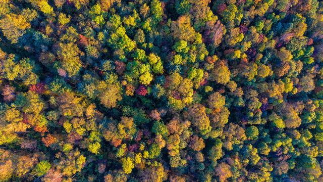 (260925) -- YICHUN, Sept. 25, 2026 (Xinhua) -- An aerial drone photo taken on Sept. 24, 2026 shows the autumn scenery of Yichun, northeast China's Heilongjiang Province. (Photo by Li Jiaxing/Xinhua)