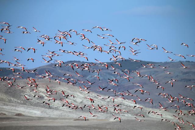 (260925) -- ANKARA, Sept. 25, 2026 (Xinhua) -- Migrant birds are pictured at the Sel Kapani Dam Lake in Ankara, Türkiye, Sept. 25, 2026. (Mustafa Kaya/Handout via Xinhua)