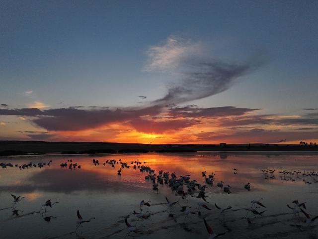 (260925) -- ANKARA, Sept. 25, 2026 (Xinhua) -- Migrant birds are pictured at the Sel Kapani Dam Lake in Ankara, Türkiye, Sept. 25, 2026. (Mustafa Kaya/Handout via Xinhua)