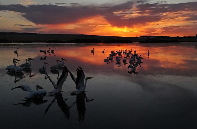 (260925) -- ANKARA, Sept. 25, 2026 (Xinhua) -- Migrant birds are pictured at the Sel Kapani Dam Lake in Ankara, Türkiye, Sept. 25, 2026. (Mustafa Kaya/Handout via Xinhua)