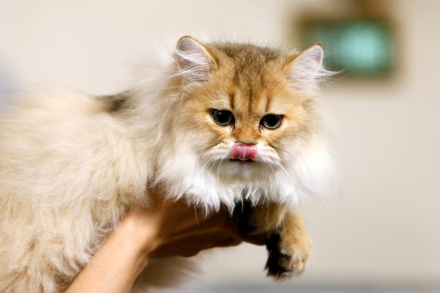 (260926) -- BUCHAREST, Sept. 26, 2026 (Xinhua) -- A cat waits to be judged during the Sofisticat Autumn International Catshow at Palace Hall in Bucharest, Romania, Sept. 26, 2026. About 200 cats of around 30 breeds participate in the two-day feline beauty contest. (Photo by Cristian Cristel/Xinhua)