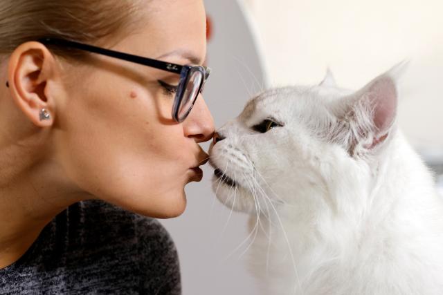 (260926) -- BUCHAREST, Sept. 26, 2026 (Xinhua) -- A judge interacts with a cat during the Sofisticat Autumn International Catshow at Palace Hall in Bucharest, Romania, Sept. 26, 2026. About 200 cats of around 30 breeds participate in the two-day feline beauty contest. (Photo by Cristian Cristel/Xinhua)