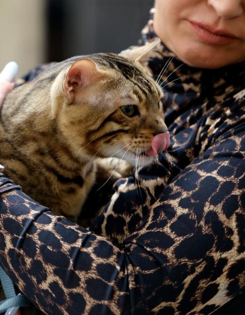 (260926) -- BUCHAREST, Sept. 26, 2026 (Xinhua) -- A cat waits to be judged during the Sofisticat Autumn International Catshow at Palace Hall in Bucharest, Romania, Sept. 26, 2026. About 200 cats of around 30 breeds participate in the two-day feline beauty contest. (Photo by Cristian Cristel/Xinhua)