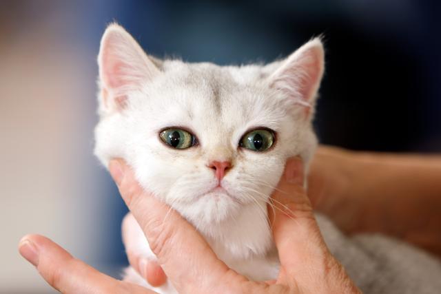 (260926) -- BUCHAREST, Sept. 26, 2026 (Xinhua) -- A cat is being judged during the Sofisticat Autumn International Catshow at Palace Hall in Bucharest, Romania, Sept. 26, 2026. About 200 cats of around 30 breeds participate in the two-day feline beauty contest. (Photo by Cristian Cristel/Xinhua)