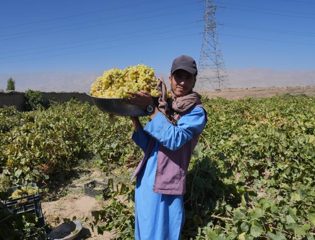 (260927) -- KABUL, Sept. 27, 2026 (Xinhua) -- A farmer carries harvested grapes at a vineyard in Qarabagh District in Kabul, Afghanistan, Sept. 27, 2026. The grape harvesting season has begun in several villages of Qarabagh District in Kabul. (Photo by Saifurahman Safi/Xinhua)