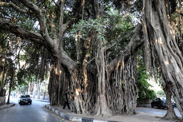 (260927) -- CAIRO, Sept. 27, 2026 (Xinhua) -- A large old tree is seen rising from the middle of a road in Cairo, Egypt, Sept. 27, 2026. On a street near the gate of Cairo Tower in Egypt's capital city, a large old tree rises from the middle of the roadway, with its thick, aged branches stretching above passing cars.TO GO WITH "Feature: From ancient trees to new saplings, Egypt's green push takes root" (Xinhua/Ahmed Gomaa)