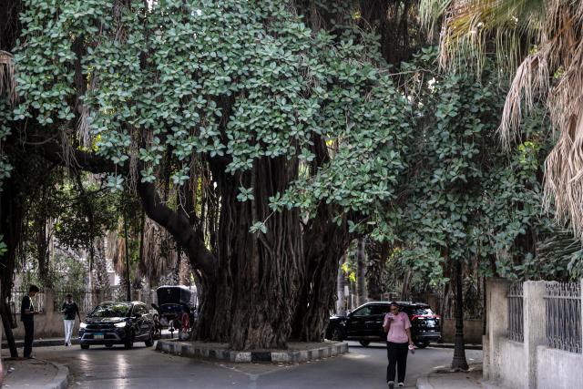 (260927) -- CAIRO, Sept. 27, 2026 (Xinhua) -- A large old tree is seen in the middle of a road in Cairo, Egypt, Sept. 27, 2026. On a street near the gate of Cairo Tower in Egypt's capital city, a large old tree rises from the middle of the roadway, with its thick, aged branches stretching above passing cars.TO GO WITH "Feature: From ancient trees to new saplings, Egypt's green push takes root" (Xinhua/Ahmed Gomaa)