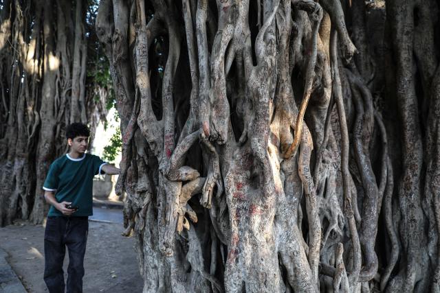 (260927) -- CAIRO, Sept. 27, 2026 (Xinhua) -- A young man checks a large old tree in the middle of a road in Cairo, Egypt, Sept. 27, 2026. On a street near the gate of Cairo Tower in Egypt's capital city, a large old tree rises from the middle of the roadway, with its thick, aged branches stretching above passing cars.TO GO WITH "Feature: From ancient trees to new saplings, Egypt's green push takes root" (Xinhua/Ahmed Gomaa)