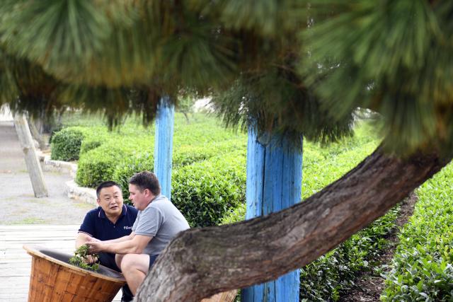 (260928) -- RIZHAO, Sept. 28, 2026 (Xinhua) -- Ryan Norman (R) experiences roasting tea leaves at a tea culture and tourism park in Rizhao, east China's Shandong Province, Sept. 24, 2026.
  Ryan Norman, from the U.S. state of California, has lived in Rizhao for 20 years. He married a Chinese woman and regards Rizhao as his second home. For more than three years, he has been sharing daily life in the city through short videos. His videos have attracted more than 5 million followers across social media platforms, earning him the nickname "Lei Ge," or "Brother Lei," among Chinese netizens.
  Beyond his work on social media, Norman runs several businesses, including a cafe and a chicken restaurant. He is also a fan of both Sichuan and Shandong cuisines and especially loves spicy food, joking that he has developed a "Chinese stomach."
  For Norman, the opportunities brought by China's development and the warmth he finds in everyday life are key reasons he has chosen to stay. He hopes to use his videos and personal experience to help foster greater understanding and friendship between people in China and the United States.
  In Norman's view, the Chinese market is a large platform, and the rapid development of China's economy has brought tremendous opportunities to merchants and enterprises all over the world. (Xinhua/Guo Xulei)