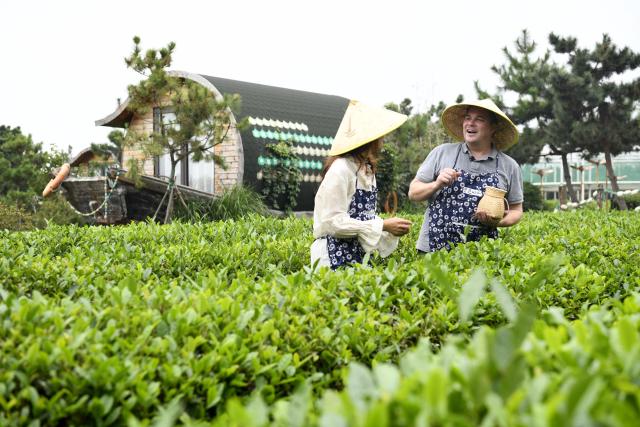 (260928) -- RIZHAO, Sept. 28, 2026 (Xinhua) -- Ryan Norman (R) picks tea leaves at a tea culture and tourism park in Rizhao, east China's Shandong Province, Sept. 24, 2026.
  Ryan Norman, from the U.S. state of California, has lived in Rizhao for 20 years. He married a Chinese woman and regards Rizhao as his second home. For more than three years, he has been sharing daily life in the city through short videos. His videos have attracted more than 5 million followers across social media platforms, earning him the nickname "Lei Ge," or "Brother Lei," among Chinese netizens.
  Beyond his work on social media, Norman runs several businesses, including a cafe and a chicken restaurant. He is also a fan of both Sichuan and Shandong cuisines and especially loves spicy food, joking that he has developed a "Chinese stomach."
  For Norman, the opportunities brought by China's development and the warmth he finds in everyday life are key reasons he has chosen to stay. He hopes to use his videos and personal experience to help foster greater understanding and friendship between people in China and the United States.
  In Norman's view, the Chinese market is a large platform, and the rapid development of China's economy has brought tremendous opportunities to merchants and enterprises all over the world. (Xinhua/Guo Xulei)