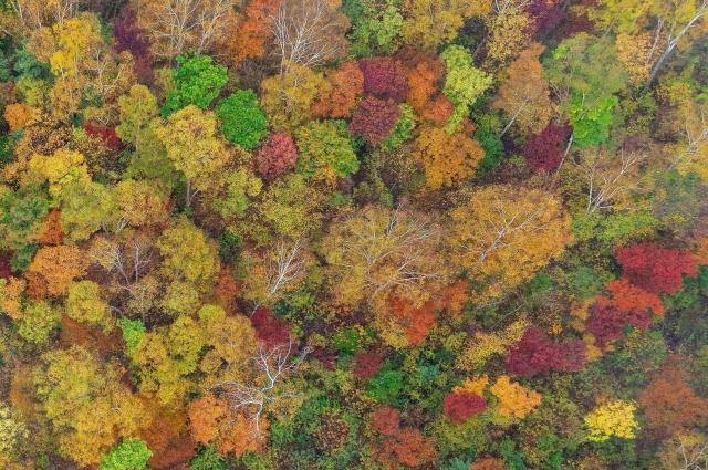 (260928) -- HARBIN, Sept. 28, 2026 (Xinhua) -- An aerial drone photo taken on Sept. 27, 2026 shows the autumn scenery of Xing'an National Forest Park in Yimei District of Yichun City, northeast China's Heilongjiang Province. In autumn, Heilongjiang Province is filled with vibrant colors. Mountains, forests and waters form a picturesque landscape, showcasing the beauty of autumn in northeastern China. (Photo by Li Jiaxing/Xinhua)