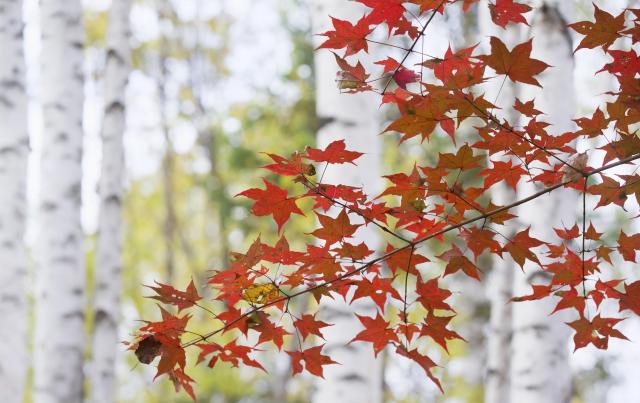 (260928) -- HARBIN, Sept. 28, 2026 (Xinhua) -- This photo taken on Sept. 26, 2026 shows a view of Jiayin County of Yichun City, northeast China's Heilongjiang Province. In autumn, Heilongjiang Province is filled with vibrant colors. Mountains, forests and waters form a picturesque landscape, showcasing the beauty of autumn in northeastern China. (Photo by Li Shaojun/Xinhua)