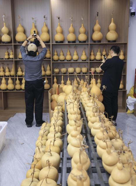 (260928) -- LIAOCHENG, Sept. 28, 2026 (Xinhua) -- Tourists record gourd artworks in Tangyi Town, Liaocheng City of east China's Shandong Province, Sept. 28, 2026. Gourd cultivation and processing is a traditional industry in Tangyi Town of Liaocheng City, east China's Shandong Province. Local government has laid great importance on the development of the industry, regarding it as an impetus in its rural revitalization. 
  Nowadays, the planting area of gourd here has surpassed 10,000 mu (about 666.67 hectares), and the processing crafts have developed into 10 plus categories. (Xinhua/Yin Gang)