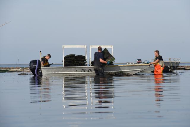 (260929) -- YERSEKE, Sept. 29, 2026 (Xinhua) -- Workers harvest oysters in Yerseke, Zeeland province, the Netherlands, on Sept. 29, 2026. Zeeland province is the heartland of Dutch oyster farming, where the oyster season runs from September to April. (Xinhua/Shao Haijun)