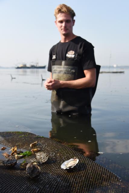 (260929) -- YERSEKE, Sept. 29, 2026 (Xinhua) -- A worker checks oysters in Yerseke, Zeeland province, the Netherlands, on Sept. 29, 2026. Zeeland province is the heartland of Dutch oyster farming, where the oyster season runs from September to April. (Xinhua/Shao Haijun)