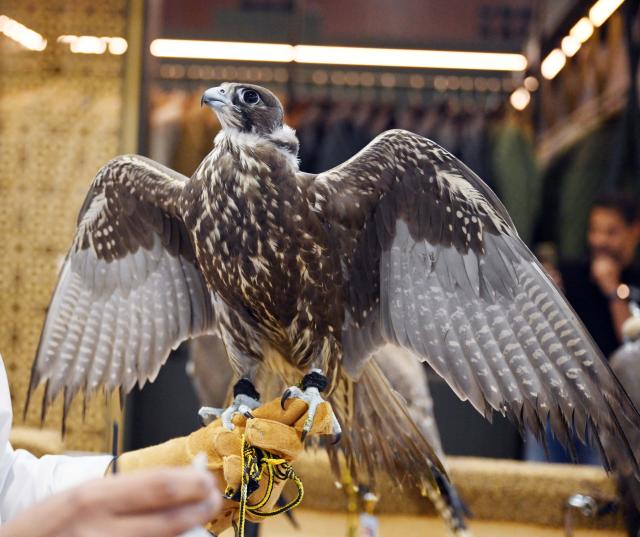 (260930) --MUBARAK AL-KABEER, Sept. 30, 2026 (Xinhua) -- A falcon is seen during the Kuwait International Hunting, Falcons and Camping Exhibition in Mubarak Al-Kabeer Governorate, Kuwait on Sept. 29, 2026. The exhibition opened on Tuesday in Mubarak Al-Kabeer Governorate and runs through Oct. 3. (Photo by Asad/Xinhua)