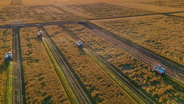 (260930) -- HARBIN, Sept. 30, 2026 (Xinhua) -- An aerial drone photo taken on Sept. 29, 2026 shows driverless harvesters working at a rice field of a farm under Beidahuang Group in northeast China's Heilongjiang Province. China's top grain producer Heilongjiang Province is embracing the harvest season. (Photo by Qu Yubao/Xinhua)
