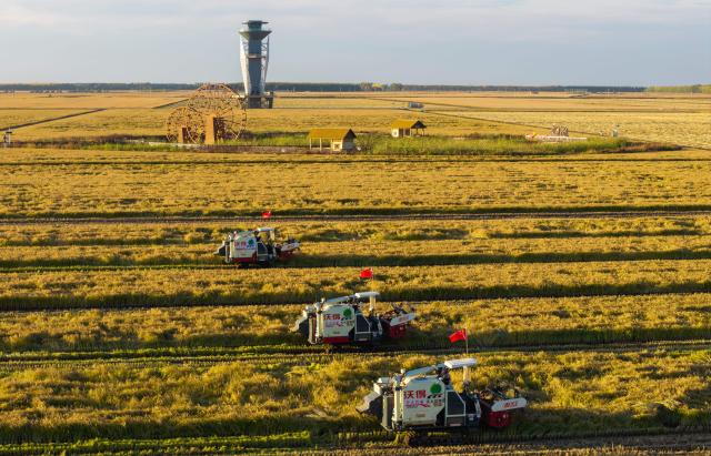 (260930) -- HARBIN, Sept. 30, 2026 (Xinhua) -- A drone photo taken on Sept. 29, 2026 shows driverless harvesters working at a rice field of a farm under Beidahuang Group in northeast China's Heilongjiang Province. China's top grain producer Heilongjiang Province is embracing the harvest season. (Photo by Geng Xiqing/Xinhua)