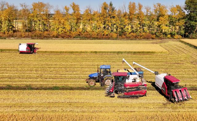 (260930) -- HARBIN, Sept. 30, 2026 (Xinhua) -- A drone photo taken on Sept. 29, 2026 shows harvesters working at a rice field of a farm under Beidahuang Group in northeast China's Heilongjiang Province. China's top grain producer Heilongjiang Province is embracing the harvest season. (Photo by Wang Jinbin/Xinhua)