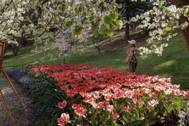 (261002) -- BEIJING, Oct. 2, 2026 (Xinhua) -- A woman admires flowers on the outskirts of Canberra, Australia, on Sept. 30, 2026. (Photo by Chu Chen/Xinhua)