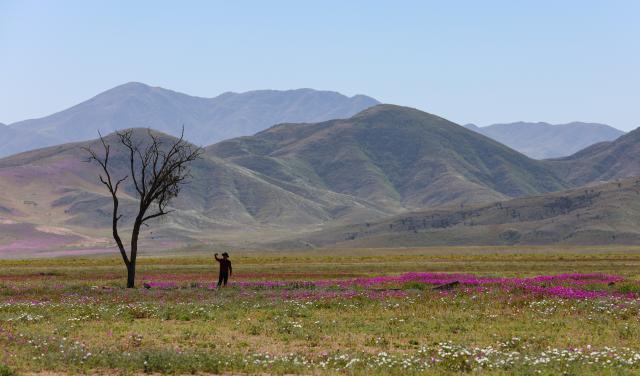 (261002) -- COPIAPO, Oct. 2, 2026 (Xinhua) -- A tourist takes photos among blooming flowers in the Atacama Desert near Copiapo, Chile, Oct. 1, 2026. Due to unusually heavy winter rainfall and climate conditions associated with El Nino, a large-scale bloom has recently appeared in the Atacama Desert in northern Chile. (Xinhua/Zhou Jiayi)