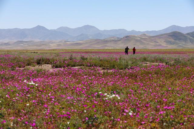 (261002) -- COPIAPO, Oct. 2, 2026 (Xinhua) -- Tourists view the scenery of blooming flowers in the Atacama Desert near Copiapo, Chile, Oct. 1, 2026. Due to unusually heavy winter rainfall and climate conditions associated with El Nino, a large-scale bloom has recently appeared in the Atacama Desert in northern Chile. (Xinhua/Zhou Jiayi)