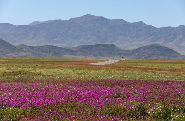 (261002) -- COPIAPO, Oct. 2, 2026 (Xinhua) -- This photo taken on Oct. 1, 2026 shows blooming flowers in the Atacama Desert near Copiapo, Chile. Due to unusually heavy winter rainfall and climate conditions associated with El Nino, a large-scale bloom has recently appeared in the Atacama Desert in northern Chile. (Xinhua/Zhou Jiayi)
