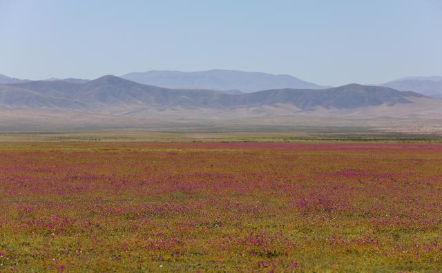 (261002) -- COPIAPO, Oct. 2, 2026 (Xinhua) -- This photo taken on Oct. 1, 2026 shows blooming flowers in the Atacama Desert near Copiapo, Chile. Due to unusually heavy winter rainfall and climate conditions associated with El Nino, a large-scale bloom has recently appeared in the Atacama Desert in northern Chile. (Xinhua/Zhou Jiayi)