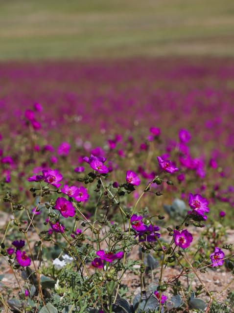 (261002) -- COPIAPO, Oct. 2, 2026 (Xinhua) -- This photo taken on Oct. 1, 2026 shows blooming flowers in the Atacama Desert near Copiapo, Chile. Due to unusually heavy winter rainfall and climate conditions associated with El Nino, a large-scale bloom has recently appeared in the Atacama Desert in northern Chile. (Xinhua/Zhou Jiayi)