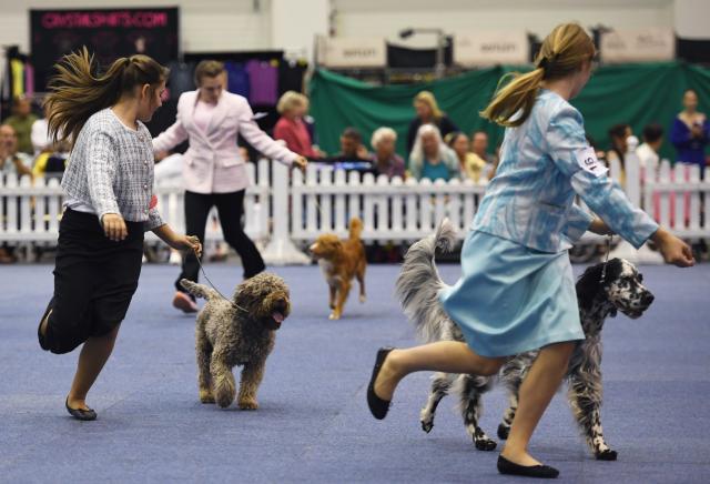 (261002) -- TULLN, Oct. 2, 2026 (Xinhua) -- Dogs are pictrured at the Tulln International Dog Show in Tulln, Austria, Oct. 2, 2026. (Xinhua/He Canling)