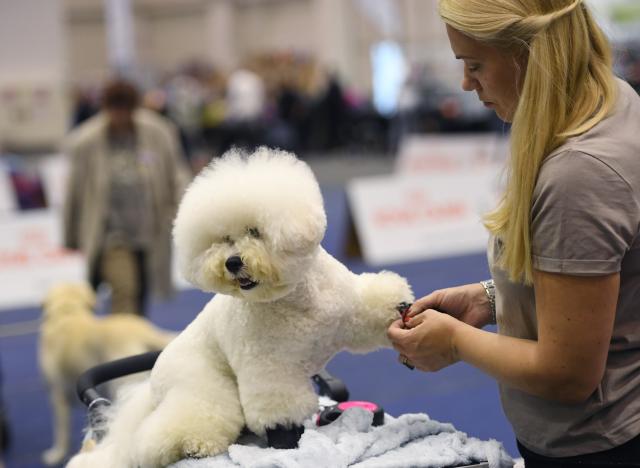 (261002) -- TULLN, Oct. 2, 2026 (Xinhua) -- A dog is pictrured at the Tulln International Dog Show in Tulln, Austria, Oct. 2, 2026. (Xinhua/He Canling)