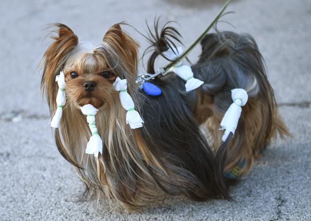 (261002) -- TULLN, Oct. 2, 2026 (Xinhua) -- A dog is pictrured at the Tulln International Dog Show in Tulln, Austria, Oct. 2, 2026. (Xinhua/He Canling)