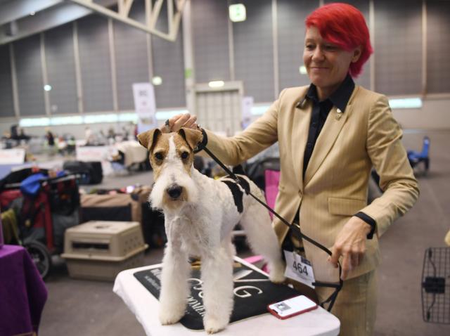 (261002) -- TULLN, Oct. 2, 2026 (Xinhua) -- A dog is pictrured at the Tulln International Dog Show in Tulln, Austria, Oct. 2, 2026. (Xinhua/He Canling)
