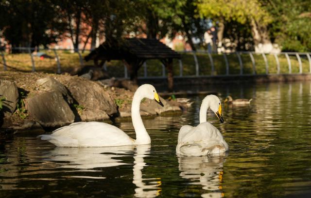 (261003) -- ASTANA, Oct. 3, 2026 (Xinhua) -- Swans glide through water in Astana, Kazakhstan, Oct. 2, 2026. (Photo by Kalizhan Ospanov/Xinhua)