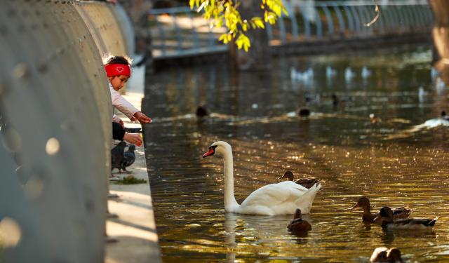 (261003) -- ASTANA, Oct. 3, 2026 (Xinhua) -- A child feeds a swan at a park in Astana, Kazakhstan, Oct. 2, 2026. (Photo by Kalizhan Ospanov/Xinhua)