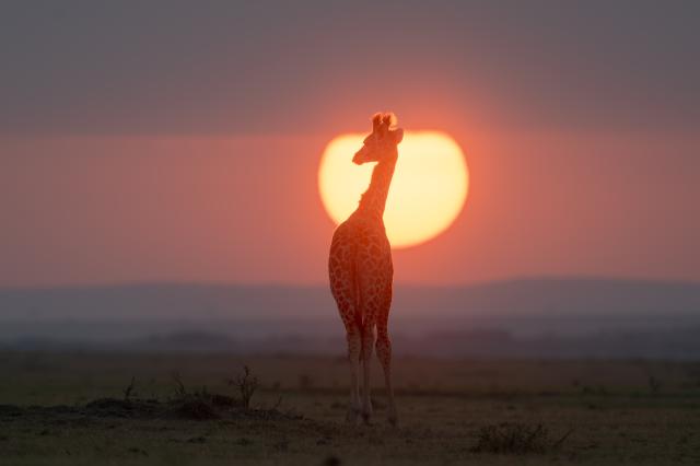 (261003) -- NAIROBI, Oct. 3, 2026 (Xinhua) -- This photo taken on Aug. 7, 2026 shows a giraffe during sunrise at Maasai Mara National Reserve in Narok, Kenya. World Animal Day is observed annually on Oct. 4. (Photo by Wu Haichen/Xinhua)