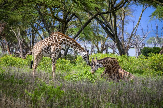 (261003) -- NAIROBI, Oct. 3, 2026 (Xinhua) -- This photo taken on April 12, 2025 shows two giraffes at Lake Naivasha in Nakuru County, Kenya. World Animal Day is observed annually on Oct. 4. (Xinhua/Yang Guang)