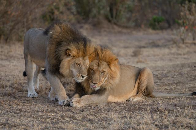 (261003) -- NAIROBI, Oct. 3, 2026 (Xinhua) -- This photo taken on Sept. 6, 2026 shows two male lions at Mara Ripoi Conservancy in Kenya. World Animal Day is observed annually on Oct. 4. (Photo by Wu Haichen/Xinhua)