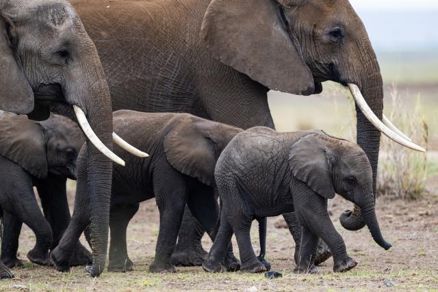 (261003) -- NAIROBI, Oct. 3, 2026 (Xinhua) -- This photo taken on Feb. 25, 2026 shows a herd of elephants at Amboseli National Park in Kajiado County, Kenya. World Animal Day is observed annually on Oct. 4. (Photo by Hao Xiaotian/Xinhua)