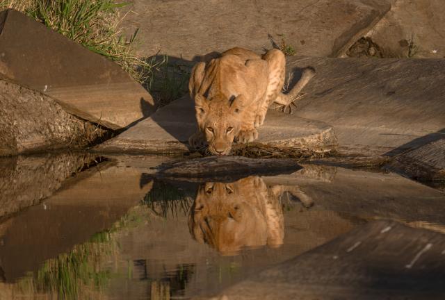 (261003) -- NAIROBI, Oct. 3, 2026 (Xinhua) -- This photo taken on Sept. 1, 2026 shows a lioness drinking water at Maasai Mara National Reserve in Narok, Kenya. World Animal Day is observed annually on Oct. 4. (Photo by Wu Haichen/Xinhua)