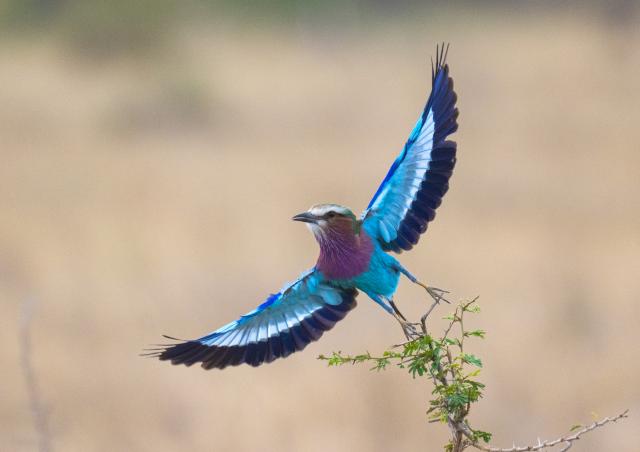 (261003) -- NAIROBI, Oct. 3, 2026 (Xinhua) -- This photo taken on Oct. 1, 2026 shows a lilac-breasted roller at Maasai Mara National Reserve in Narok, Kenya. World Animal Day is observed annually on Oct. 4. (Photo by Wu Haichen/Xinhua)