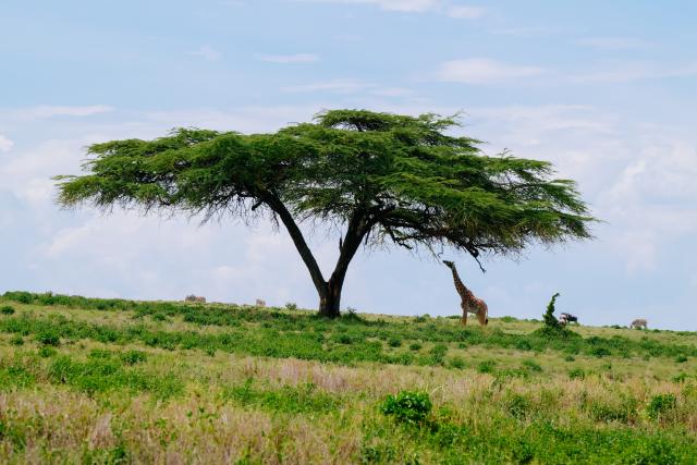 (261003) -- NAIROBI, Oct. 3, 2026 (Xinhua) -- This photo taken on April 12, 2025 shows a giraffe at Lake Naivasha in Nakuru County, Kenya. World Animal Day is observed annually on Oct. 4. (Xinhua/Yang Guang)
