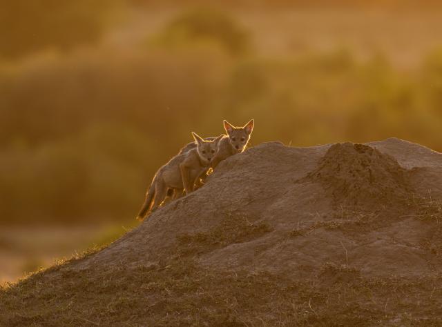 (261003) -- NAIROBI, Oct. 3, 2026 (Xinhua) -- This photo taken on Aug. 28, 2026 shows two black-backed jackals at Maasai Mara National Reserve in Narok, Kenya. World Animal Day is observed annually on Oct. 4. (Photo by Wu Haichen/Xinhua)