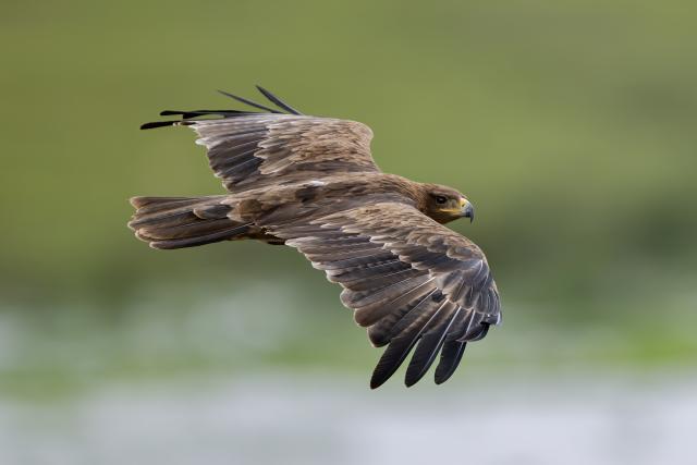 (261003) -- NAIROBI, Oct. 3, 2026 (Xinhua) -- This photo taken on Feb. 26, 2026 shows a flying tawny eagle at Amboseli National Park in Kajiado County, Kenya. World Animal Day is observed annually on Oct. 4. (Photo by Hao Xiaotian/Xinhua)