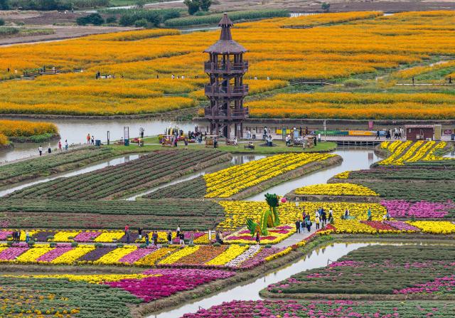 (261003) -- BEIJING, Oct. 3, 2026 (Xinhua) -- A drone photo taken on Oct. 3, 2026 shows tourists viewing chrysanthemum at a scenic spot in Xinghua City, east China's Jiangsu Province.
  China's cultural and tourism market is thriving during this year's National Day holiday, with a wide range of options including scenic getaways, autumn outings, tourism with revolutionary topics, nighttime entertainment, and cultural tours featuring the country's intangible cultural heritage. (Photo by Shi Daozhi/Xinhua)