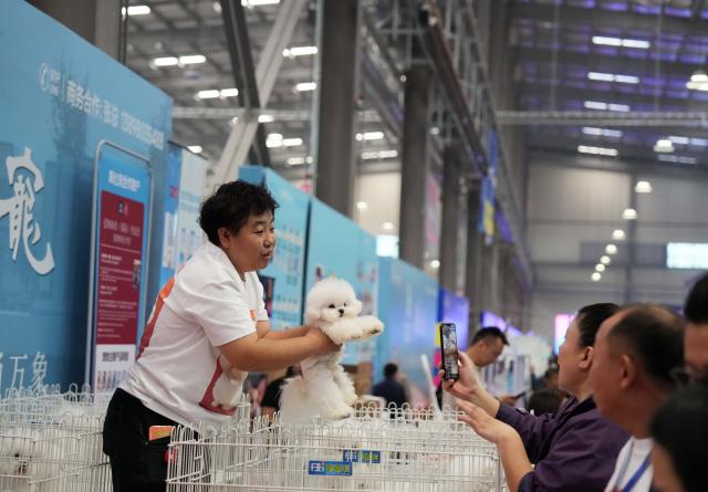 (261003) -- ANSHAN, Oct. 3, 2026 (Xinhua) -- An exhibitor promotes a dog to visitors at the First Pet Source Expo in Anshan, northeast China's Liaoning Province, Oct. 3, 2026.
  The First Pet Source Expo kicked off here on Saturday. Anshan, a traditional steel city, is showing a new charm with its distinctive pet industrial cluster. (Xinhua/Li Gang)