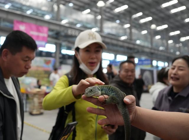 (261003) -- ANSHAN, Oct. 3, 2026 (Xinhua) -- Visitors view a pet reptile at the First Pet Source Expo in Anshan, northeast China's Liaoning Province, Oct. 3, 2026.
  The First Pet Source Expo kicked off here on Saturday. Anshan, a traditional steel city, is showing a new charm with its distinctive pet industrial cluster. (Xinhua/Li Gang)