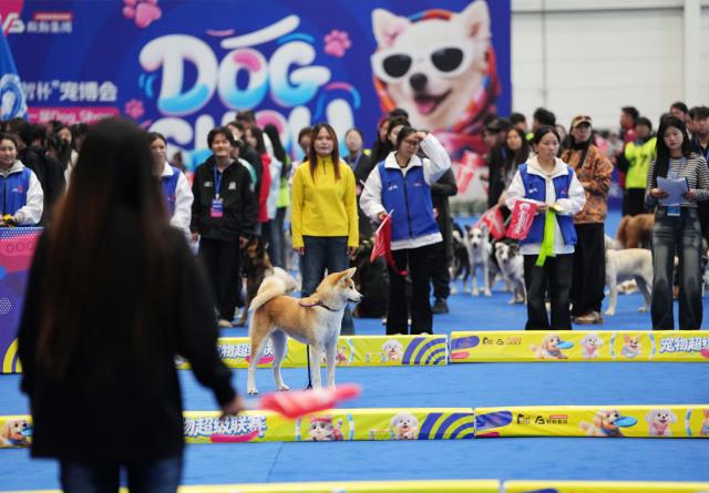 (261003) -- ANSHAN, Oct. 3, 2026 (Xinhua) -- A dog game is staged at the First Pet Source Expo in Anshan, northeast China's Liaoning Province, Oct. 3, 2026.
  The First Pet Source Expo kicked off here on Saturday. Anshan, a traditional steel city, is showing a new charm with its distinctive pet industrial cluster. (Xinhua/Li Gang)