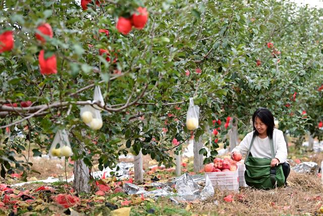 (261003) -- WUQI, Oct. 3, 2026 (Xinhua) -- Farmer Zhou Xiaoqin picks apples at her orchard in Nangou Village in Wuqi County of Yan'an City, northwest China's Shaanxi Province, Oct. 2, 2026.
  The year 2026 marks the 90th anniversary of the victory of the Central Red Army's Long March. Wuqi is the county where the Long March ended. Today, the county is home to many revolutionary sites. 
   The Long March was an epic military trek from 1934 to 1936, during which the Communist Party of China-led Red Army broke through encirclement by the Kuomintang forces. Red Army soldiers braved raging rivers, snow-covered mountains and treacherous grasslands, with some marching as far as 12,500 kilometers. The maneuver helped lay the foundation for the eventual victory of the Chinese revolution.
   The spirit of the Long March has been passed down through generations in Wuqi, inspiring local people to forge ahead and pursue development.        
   In the past, the county had long suffered from fragile environment, severe desertification and natural disasters. Since launching large-scale ecological restoration efforts in 1998, the county has seen its forest and grass coverage rate rise from 19.6 percent in 1997 to 72.9 percent at present, bringing significant improvements to the local environment. 
   Meanwhile, Wuqi has actively developed its apple industry. The apple orchards now cover 120,000 mu (about 8,000 hectares), helping increase farmers' incomes and promote rural revitalization. (Xinhua/Zou Jingyi)
