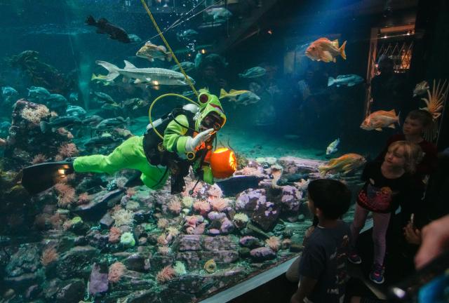 (261004) -- VANCOUVER, Oct. 4, 2026 (Xinhua) -- A diver shows a carved pumpkin to visitors inside a giant tank during the Fin-tastic Fall Festival at the Vancouver Aquarium in Vancouver, British Columbia, Canada, Oct. 3, 2026. The festival runs from Sept. 26 to Oct. 31 to celebrate the fall season through underwater pumpkin carving, seasonal animal programs and other activities. (Photo by Liang Sen/Xinhua)